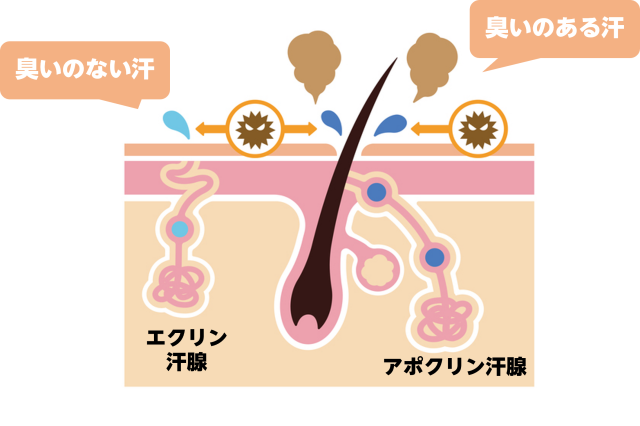 脇脱毛で匂いが強くなる 刺激臭の原因や匂いの対策について詳しく解説