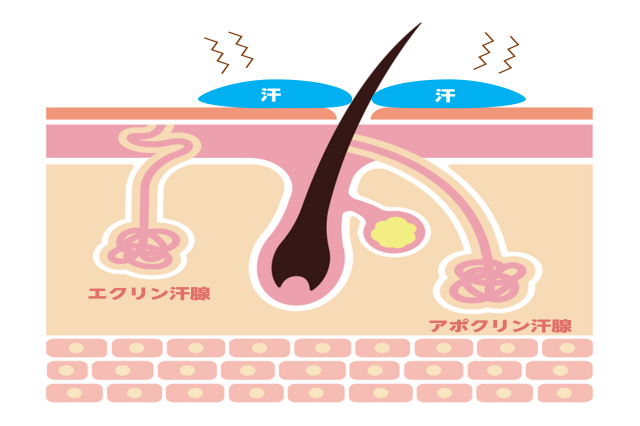 脇脱毛すると汗が止まらなくなる 汗をかく原因とニオイの対策を紹介